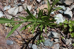 Lilium pardalinum vollmeri