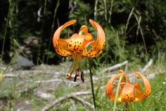 Lilium pardalinum vollmeri