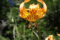Lilium pardalinum vollmeri