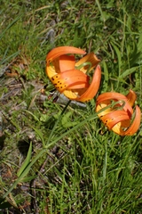 Lilium pardalinum vollmeri