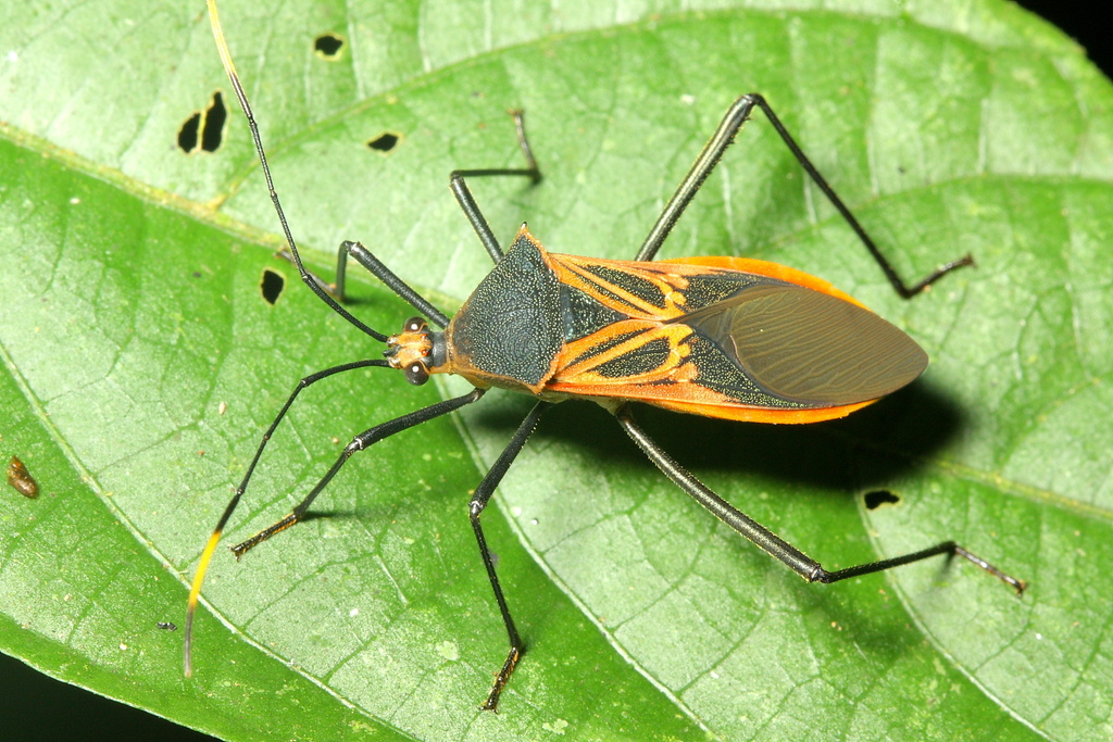 Salapia pallida