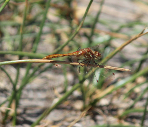 Striped Meadowhawk photo 4
