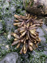 Halosaccion glandiforme