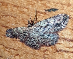 Mycterophora
