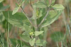 Heterotheca villosa villosa