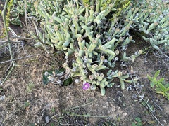 Antimima tuberculosa