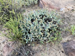Antimima tuberculosa
