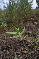 Asclepias lanuginosa