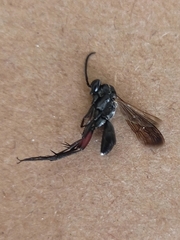 Agenioideus ciliatus