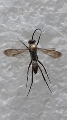 Agenioideus ciliatus