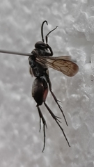 Agenioideus ciliatus