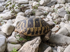 Testudo hermanni