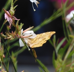 Polygonia c-aureum