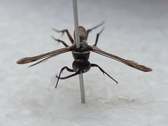 Agenioideus ciliatus