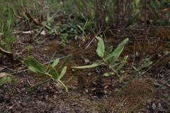 Asclepias lanuginosa