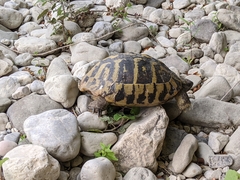 Testudo hermanni
