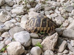 Testudo hermanni