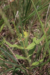Asclepias lanuginosa