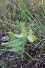 Asclepias lanuginosa