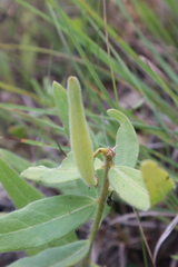 Asclepias lanuginosa