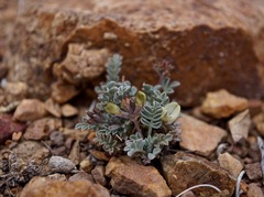 Astragalus platytropis