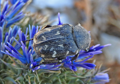 Heterocnemis graeca