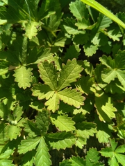 Potentilla