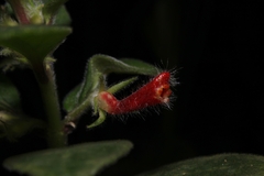 Nematanthus fissus