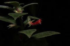 Nematanthus fissus
