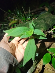 Nematanthus fissus
