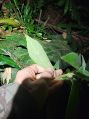 Nematanthus fissus