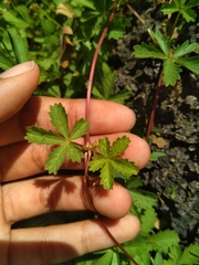Potentilla