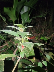 Nematanthus fissus