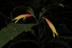 Justicia floribunda