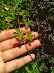 Potentilla