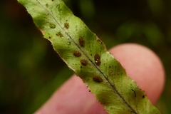 Notogrammitis pseudociliata