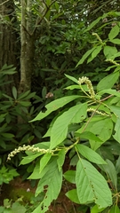 Clethra acuminata