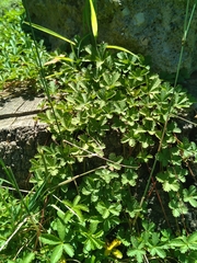 Potentilla