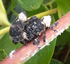 Eucryptorrhynchus brandti