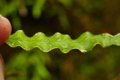 Notogrammitis pseudociliata