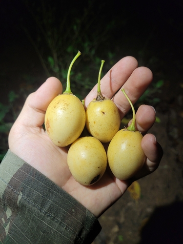 Foto de Tomatinho-do-mato