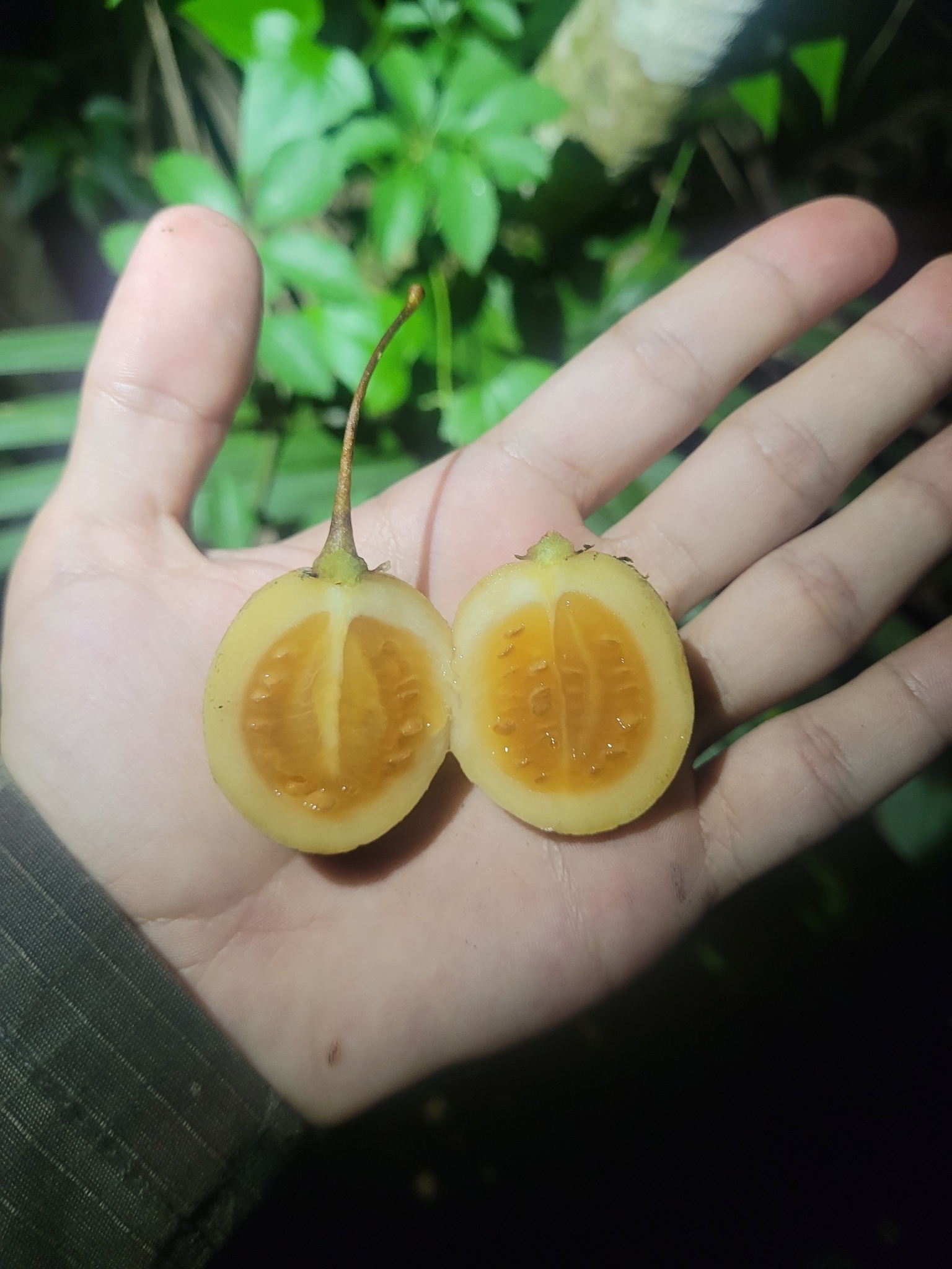 Imagem de Tomatinho-do-mato