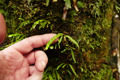 Notogrammitis pseudociliata