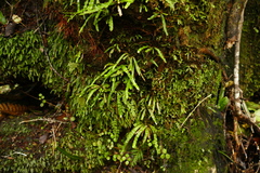 Notogrammitis pseudociliata