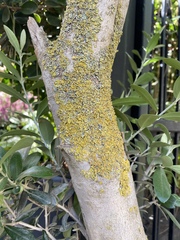 Ascomycota