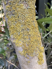 Ascomycota