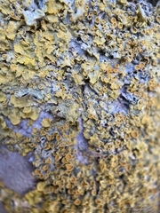 Ascomycota