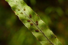 Notogrammitis pseudociliata