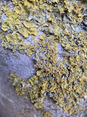 Ascomycota