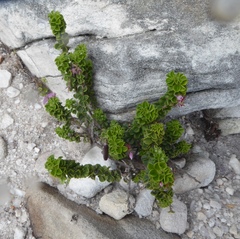 Indigofera candolleana